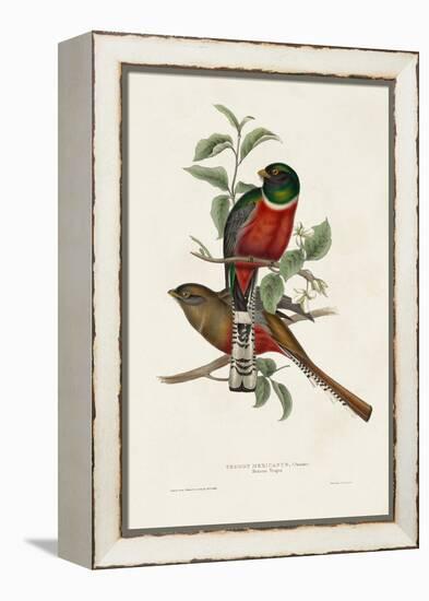 Elegant Trogons I-John Gould-Framed Stretched Canvas