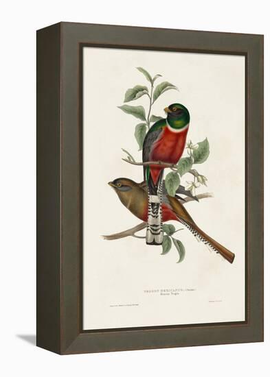 Elegant Trogons I-John Gould-Framed Stretched Canvas