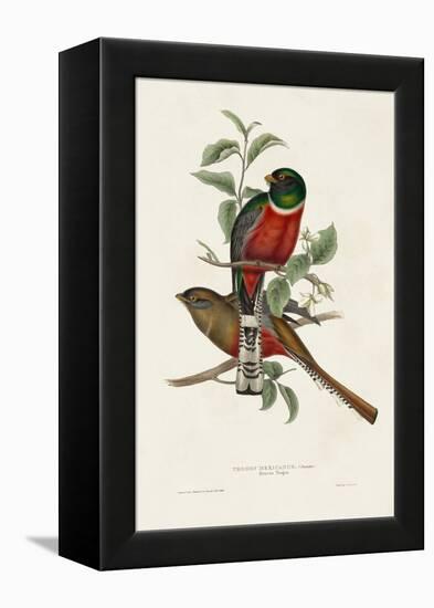 Elegant Trogons I-John Gould-Framed Stretched Canvas