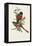 Elegant Trogons I-John Gould-Framed Stretched Canvas