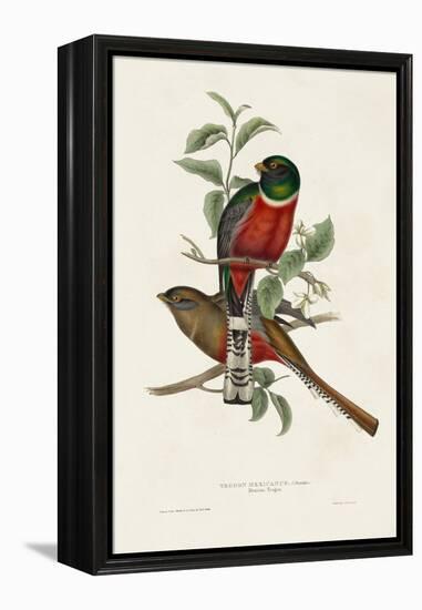 Elegant Trogons I-John Gould-Framed Stretched Canvas