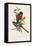 Elegant Trogons I-John Gould-Framed Stretched Canvas