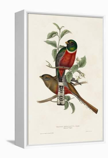 Elegant Trogons I-John Gould-Framed Stretched Canvas