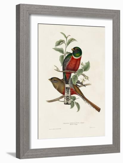 Elegant Trogons I-John Gould-Framed Art Print