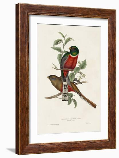 Elegant Trogons I-John Gould-Framed Art Print