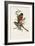 Elegant Trogons I-John Gould-Framed Art Print
