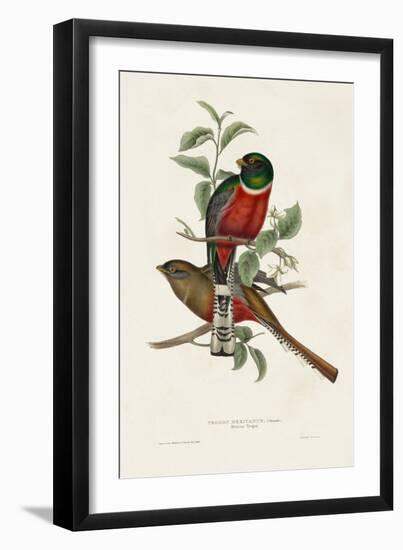 Elegant Trogons I-John Gould-Framed Art Print