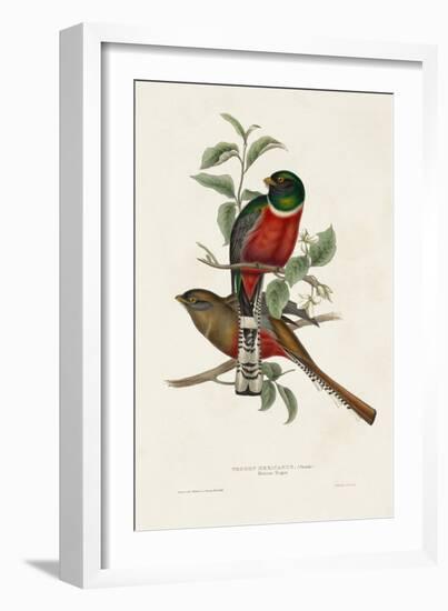 Elegant Trogons I-John Gould-Framed Art Print