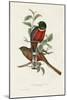 Elegant Trogons I-John Gould-Mounted Art Print