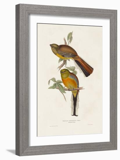 Elegant Trogons II-John Gould-Framed Art Print