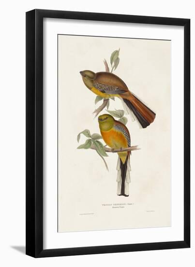 Elegant Trogons II-John Gould-Framed Art Print