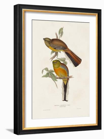 Elegant Trogons II-John Gould-Framed Art Print