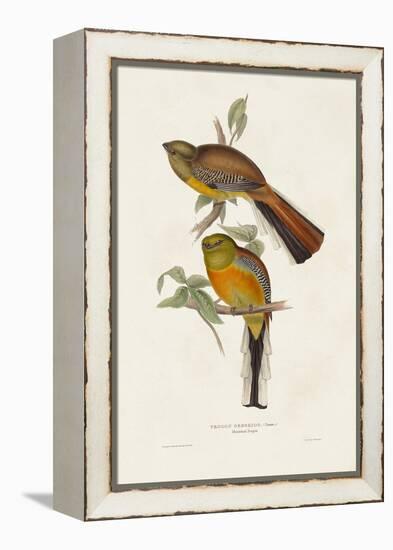 Elegant Trogons II-John Gould-Framed Stretched Canvas