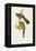 Elegant Trogons II-John Gould-Framed Stretched Canvas