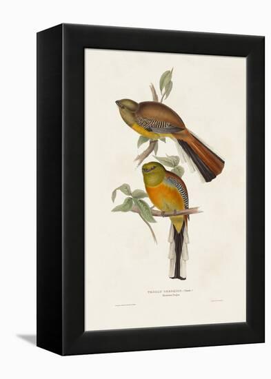 Elegant Trogons II-John Gould-Framed Stretched Canvas