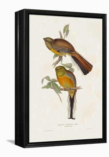 Elegant Trogons II-John Gould-Framed Stretched Canvas