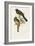 Elegant Trogons III-John Gould-Framed Art Print