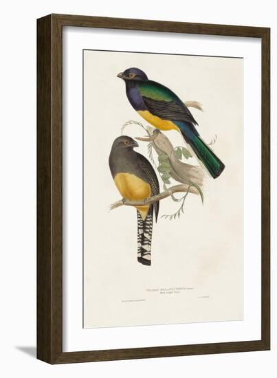 Elegant Trogons III-John Gould-Framed Art Print