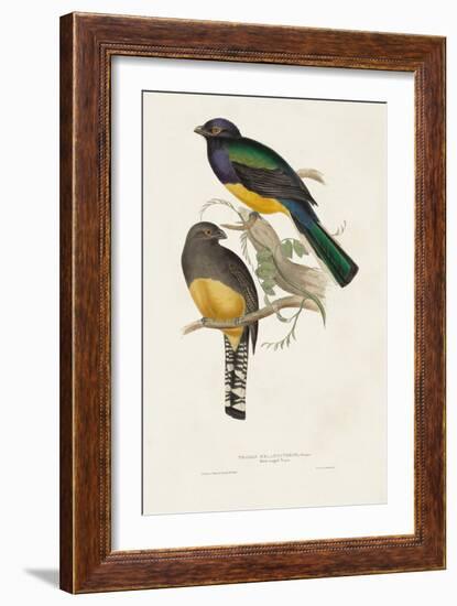 Elegant Trogons III-John Gould-Framed Art Print