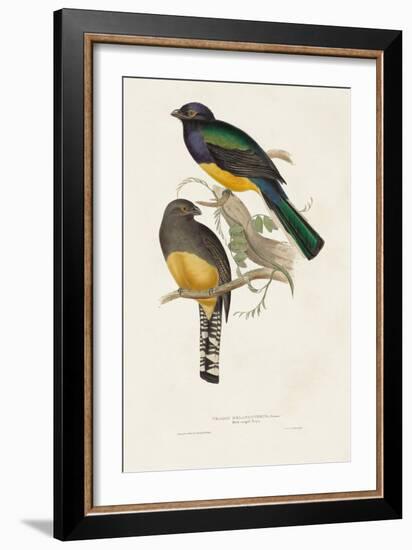 Elegant Trogons III-John Gould-Framed Art Print