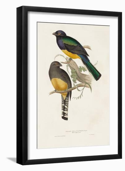 Elegant Trogons III-John Gould-Framed Art Print