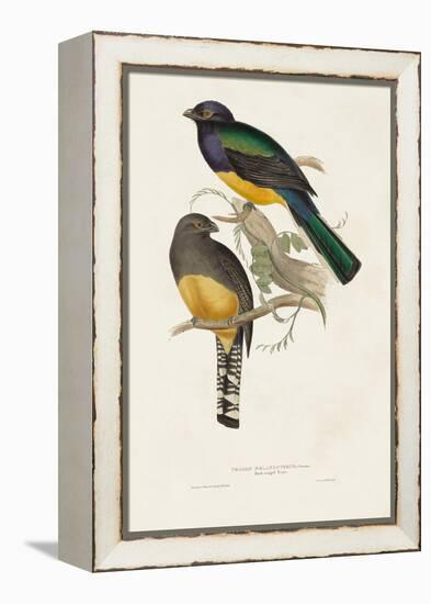 Elegant Trogons III-John Gould-Framed Stretched Canvas