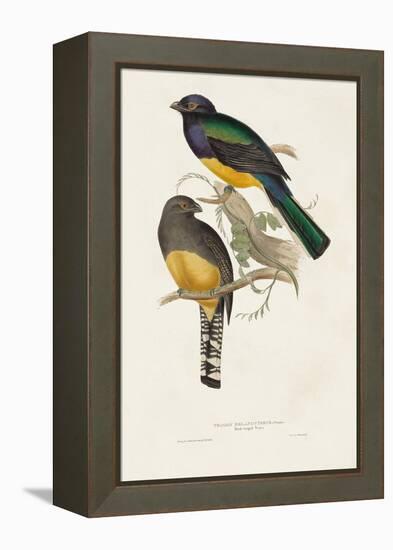 Elegant Trogons III-John Gould-Framed Stretched Canvas