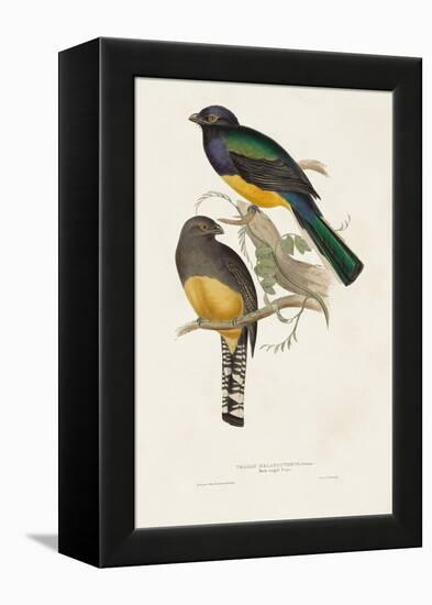 Elegant Trogons III-John Gould-Framed Stretched Canvas