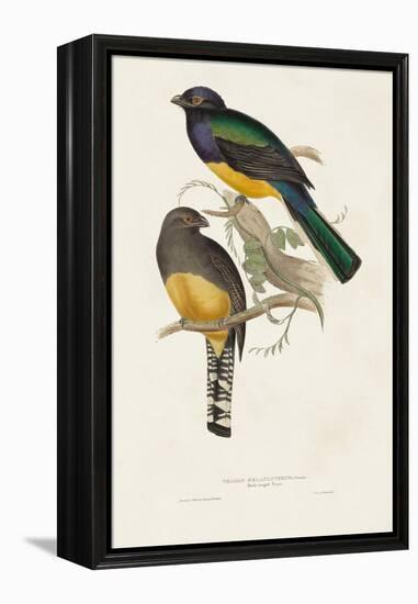 Elegant Trogons III-John Gould-Framed Stretched Canvas