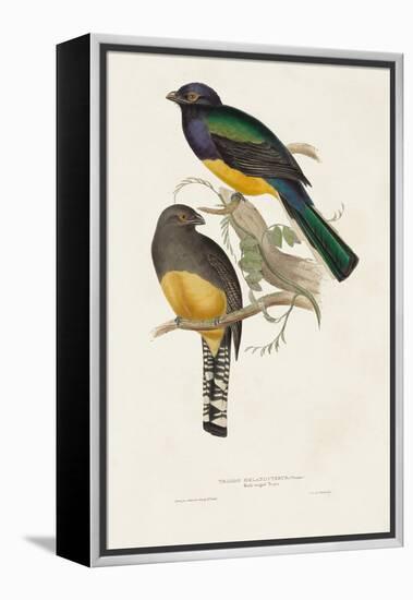 Elegant Trogons III-John Gould-Framed Stretched Canvas