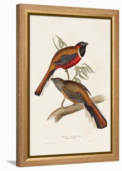 Elegant Trogons IV-John Gould-Framed Stretched Canvas