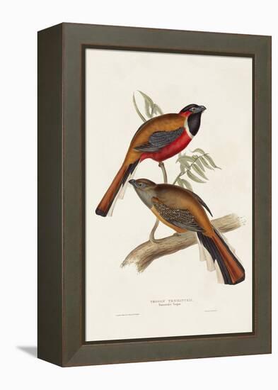 Elegant Trogons IV-John Gould-Framed Stretched Canvas