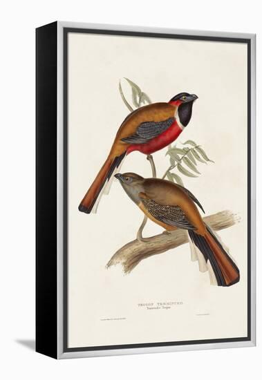 Elegant Trogons IV-John Gould-Framed Stretched Canvas