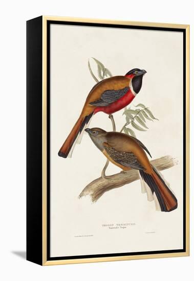 Elegant Trogons IV-John Gould-Framed Stretched Canvas