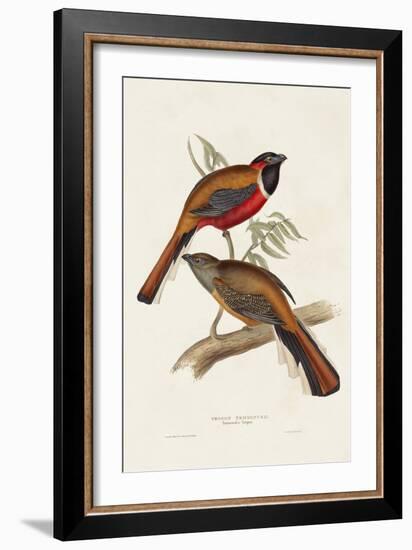 Elegant Trogons IV-John Gould-Framed Art Print