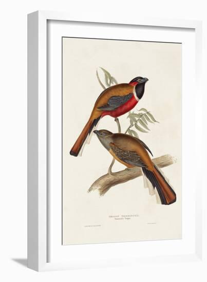 Elegant Trogons IV-John Gould-Framed Art Print