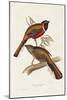 Elegant Trogons IV-John Gould-Mounted Art Print