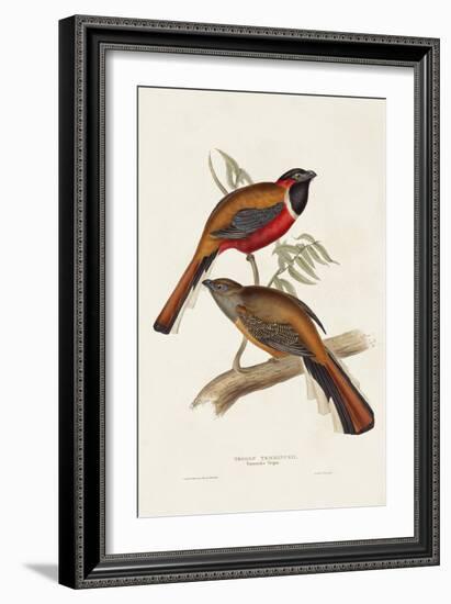 Elegant Trogons IV-John Gould-Framed Art Print