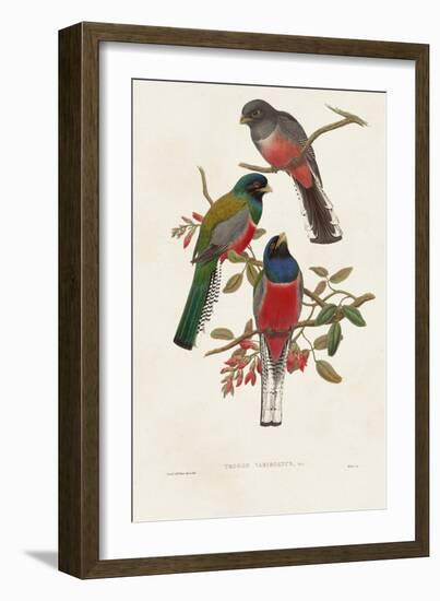 Elegant Trogons IX-John Gould-Framed Art Print