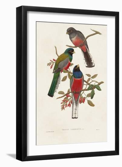 Elegant Trogons IX-John Gould-Framed Art Print