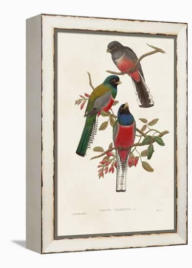 Elegant Trogons IX-John Gould-Framed Stretched Canvas