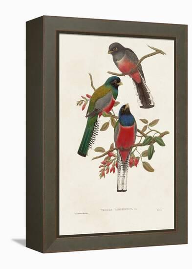 Elegant Trogons IX-John Gould-Framed Stretched Canvas