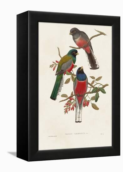 Elegant Trogons IX-John Gould-Framed Stretched Canvas