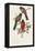 Elegant Trogons IX-John Gould-Framed Stretched Canvas