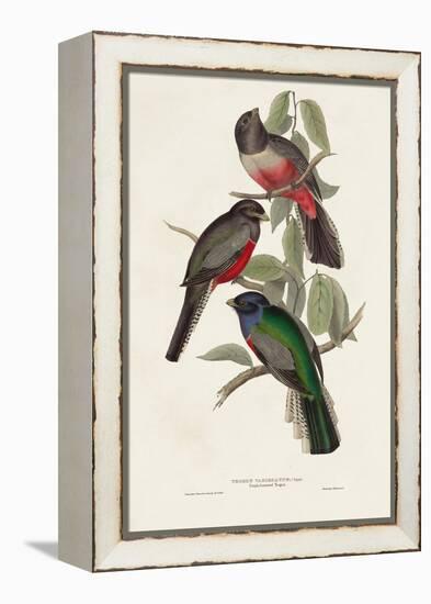 Elegant Trogons V-John Gould-Framed Stretched Canvas