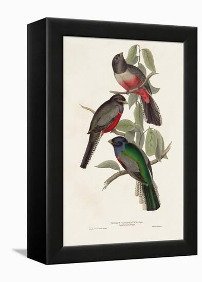 Elegant Trogons V-John Gould-Framed Stretched Canvas