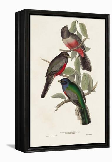 Elegant Trogons V-John Gould-Framed Stretched Canvas