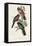 Elegant Trogons V-John Gould-Framed Stretched Canvas