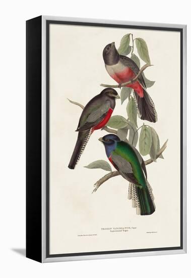 Elegant Trogons V-John Gould-Framed Stretched Canvas