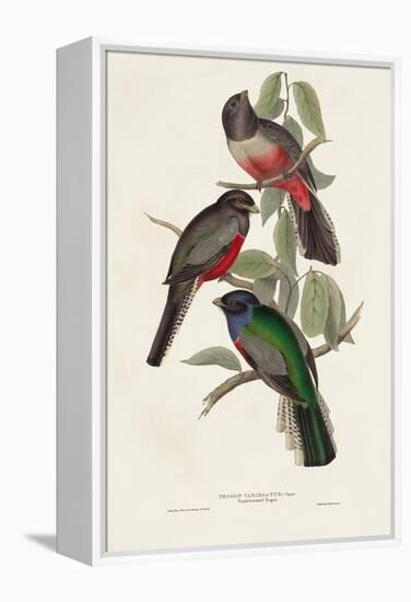 Elegant Trogons V-John Gould-Framed Stretched Canvas